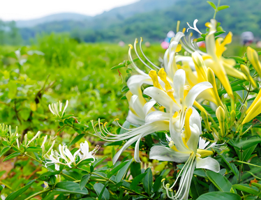 中药材种植